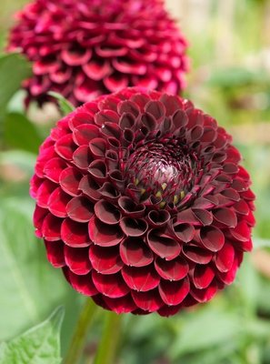 Dahlia Jowey Mirella Tubers