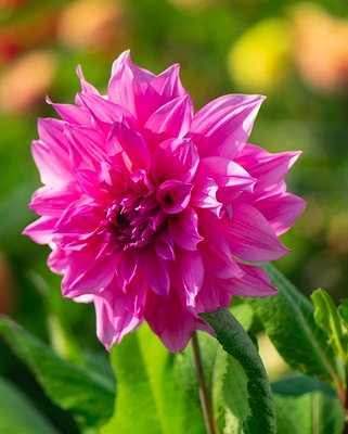 Dahlia Cafe au Lait Rose Tubers