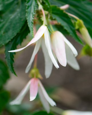 Begonia Boliviensis Santa Barbara Bulbs