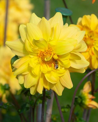 Dahlia Karma Gold ®