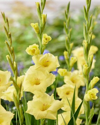 Gladiolus Bananarama Bulbs