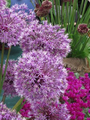 Allium rosenbachianum Early Emperor