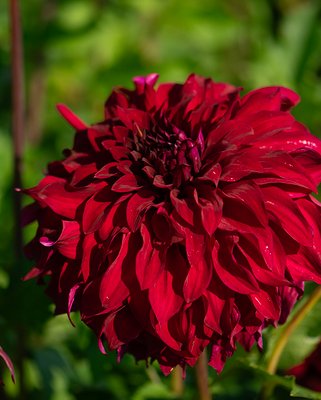 Dahlia Spartacus Tubers