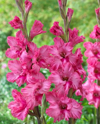 Gladiolus Kingston Ruffle