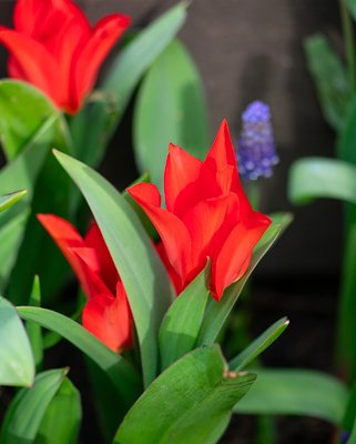 Tulip Praestans Zwanenburg Variety Bulbs