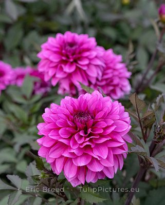 Dahlia Candlelight Sparkling Amethyst ™ Tubers