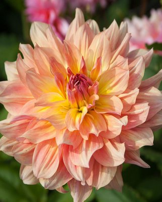 Dahlia Paso Doble Dancer Tubers