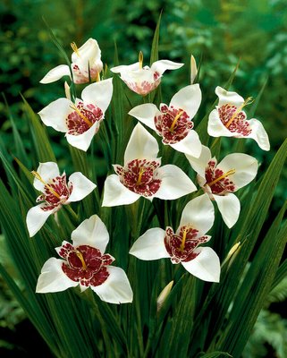 Tigridia pavonia ‘Alba Grandiflora’