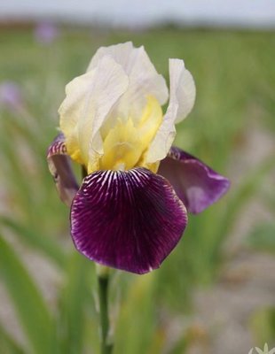 Iris Germanica Salonique