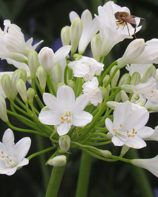 Agapanthus Duivenbrugge White