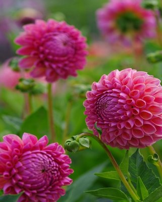Dahlia Jowey Winnie Tubers