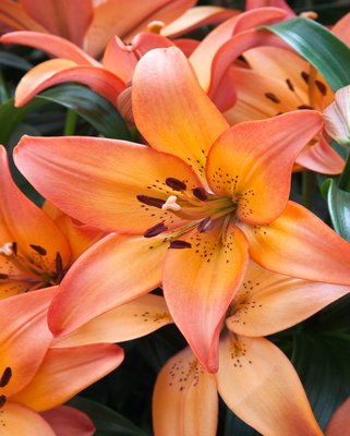 Lilium Royal Sunset Bulbs