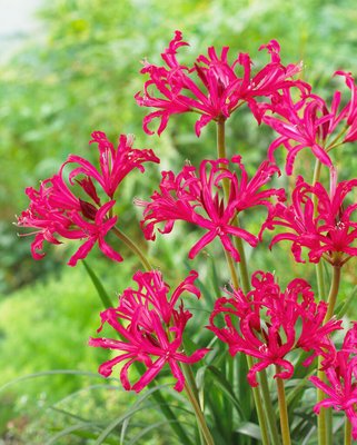 Nerine bowdenii ‘Mister Nick’