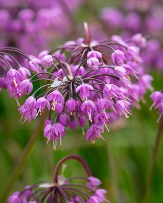 Allium Cernuum Bulbs
