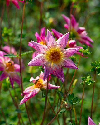 Dahlia Fancy Pants Tubers