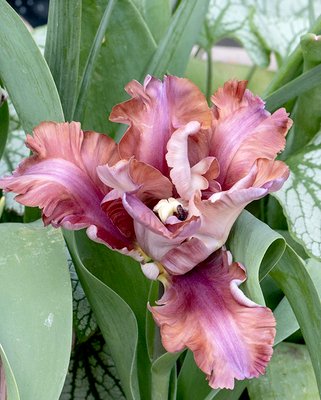 Tulip Vovos Bulbs