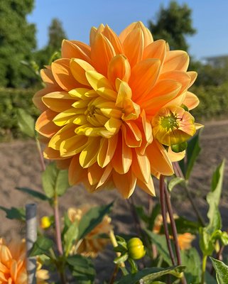 Dahlia Aladdin's Lamp