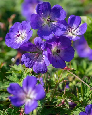 Geranium Rozanne ® (Gerwat) Bulb