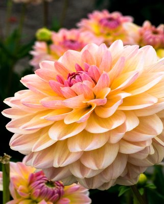 Dahlia Maya Tubers