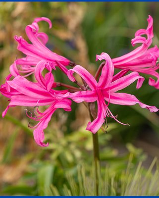 Amarine Belladiva Anastasia Bulbs