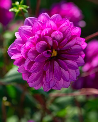 Dahlia Blue Bell Tubers