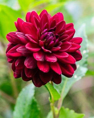 Dahlia Arabian Night Tubers