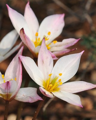 Tulip Cretica Chania