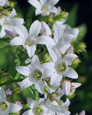 Campanula Avalanche