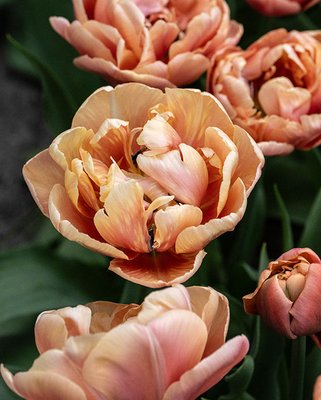 Tulip Copper Image Bulbs