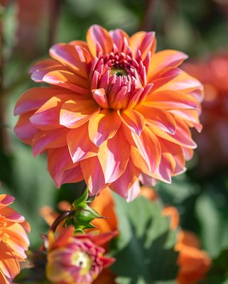 Dahlia Peaches and Vanilla Tubers