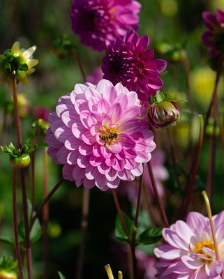 Dahlia Lenny's Dream