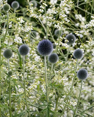 Echinops Blue Glow