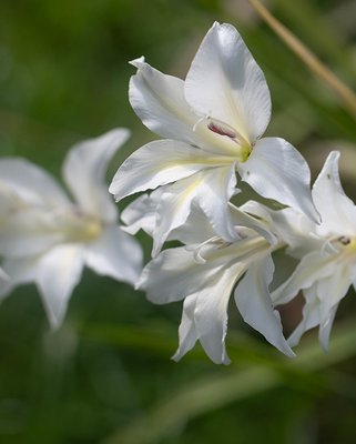 Gladiolus The Bride