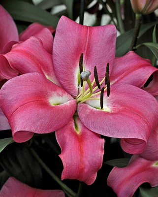 Lilium Robina