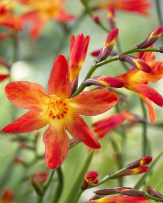 Crocosmia Carmine Brilliant Bulbs