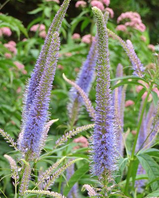 Veronicastrum Fascination