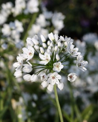 Allium Cowanii Bulbs