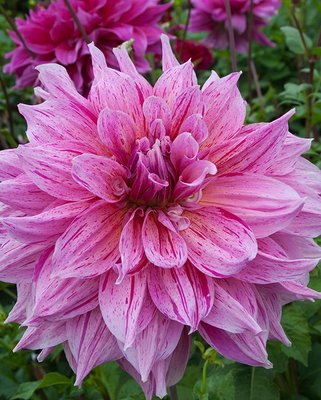 Dahlia Maki Tubers