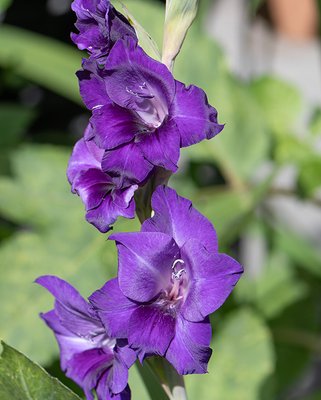 Gladiolus Purple Flora Bulbs