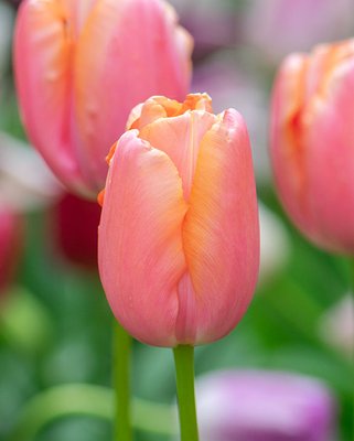 Tulip Menton Bulbs