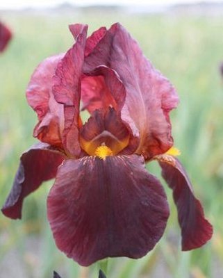 Iris germ. Ruby Mine