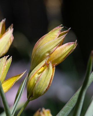 Tulip Orphanidea Flava