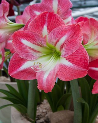 Amaryllis (Hippeastrum) Exposure Bulbs