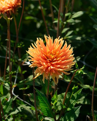 Dahlia Ludwig Helfert Tubers