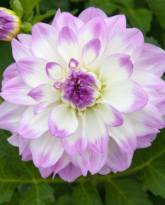 Dahlia Miss Delilah