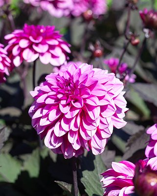 Dahlia Melissa Anna Marijke Tubers