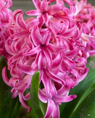 Hyacinth Pink Pearl Bulbs