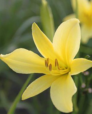 Hemerocallis Citrina