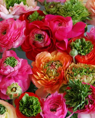 Ranunculus reinette Mixed