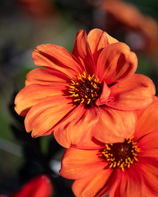 Dahlia Bishop of Oxford ® Tubers